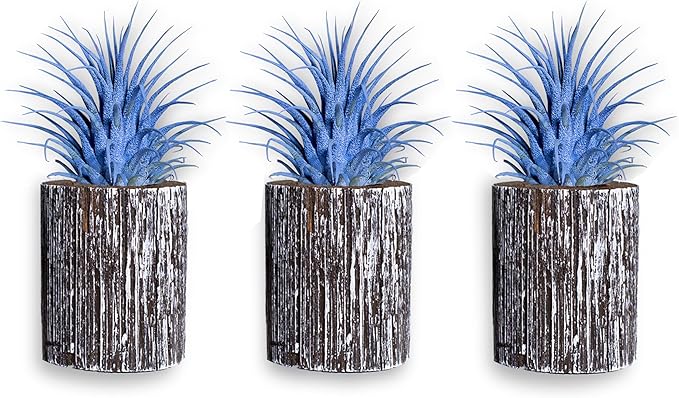 Air Plants - Tillandsia Ionantha - Organically Enhanced Color - Live Arrival Guaranteed - House Plants for Home Decor & Gift (3pk Lilac + White Barrels)