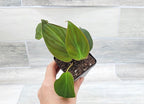 Philodendron Micans Live Rare House Plants - Fully Rooted Indoor Plants in 3" Pot by 3exoticgreen | Premium Philodendron Plant Live Houseplants for Home and Office Decor