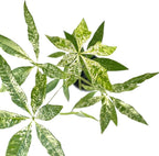 Live Money Tree Plant – 4” Indoor Pachira Glabra Variegated Fully Rooted | Albo Varieagata Rare Indoor Houseplant | Air-Purifying for Home, Office & Gifts (Heat Pack Included)