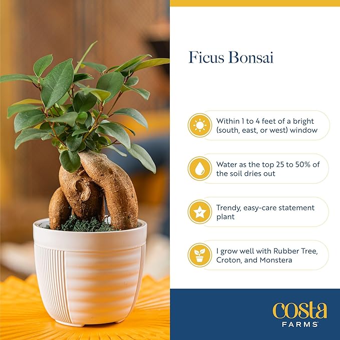 Costa Farms Bonsai Miniature Tree Live Plant in Decorative Pot, Indoor Houseplant, Perfect for Home, Room, or Office Decor, Great House Warming or Birthday Gift, 7-10 Inches Tall