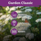 KVITER 7000 White Yarrow Seeds for Planting (Achillea Millefolium) — Perennial Flower Seeds to Plant Outside, Heirloom & Organic — Native Wildflower Seed for Herb Garden, Beds, Containers & Meadows