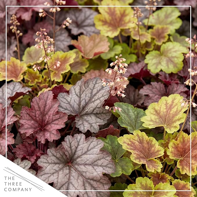 Live Heuchera (Coral Bells) – Tri-Color Blend – Beautiful Shade Perennial – Healthy Spring Plant – 10" Tall by 6" Wide in 2 Qt Pot