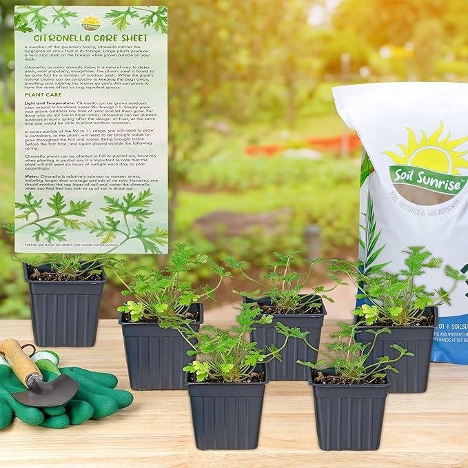 Live Citronella Geranium Plants (6-Pack); Pelargonium Citronella Scented Potted Plants