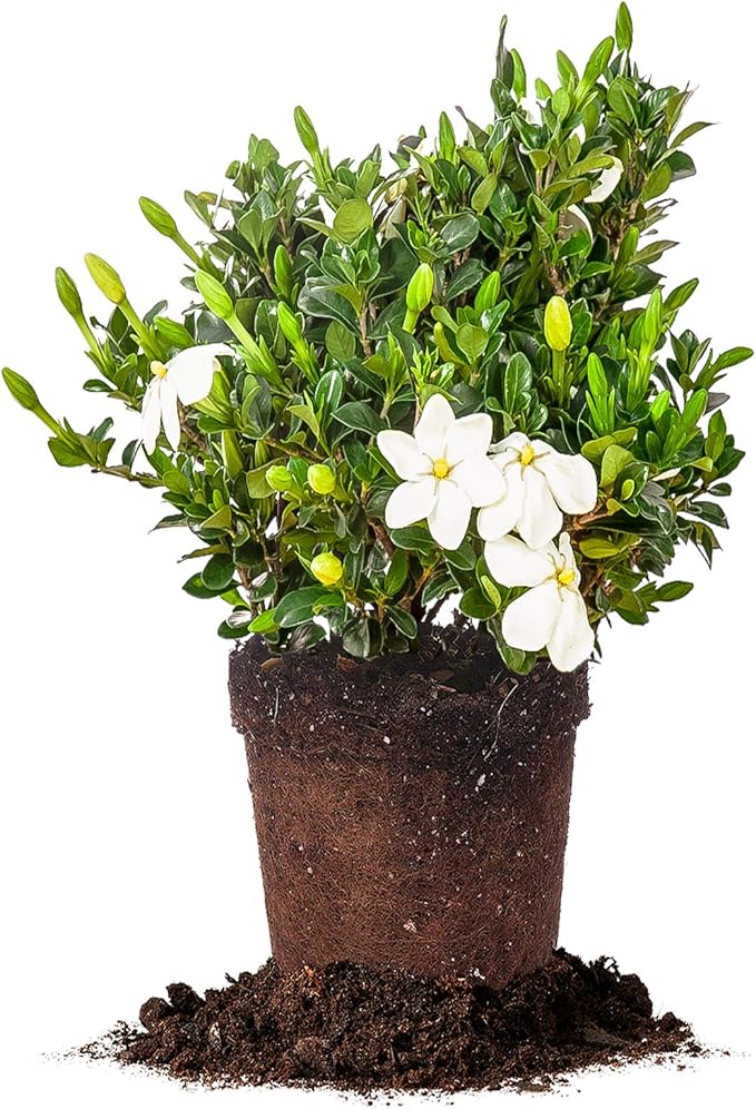 Perfect Plants Kliem's Hardy Gardenia Live Plant, 1 Gallon Pot