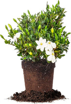 Perfect Plants Kliem's Hardy Gardenia Live Plant, 1 Gallon Pot