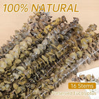 Tavkite 16 Pcs Dried Eucalyptus Stems, 17'' Natural Fresh Eucalyptus Leaves Branches Hanging for Shower, Preserved Real Yellow Plant Live for Home SPA Wall Bathroom Wedding Party Vase Decor