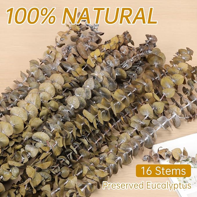 Tavkite 16 Pcs Dried Eucalyptus Stems, 17'' Natural Fresh Eucalyptus Leaves Branches Hanging for Shower, Preserved Real Yellow Plant Live for Home SPA Wall Bathroom Wedding Party Vase Decor