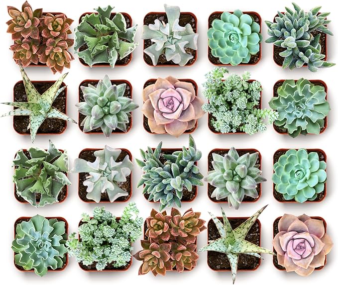 Shop Succulents Coastal Succulent Bulk Plant Pack Collection – Live Mini Succulent Plants, Ocean-Inspired Colors & Textures, Low Maintenance Houseplants – Beach Decor, Gifts & Garden, 2" Pots