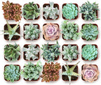 Shop Succulents Coastal Succulent Bulk Plant Pack Collection – Live Mini Succulent Plants, Ocean-Inspired Colors & Textures, Low Maintenance Houseplants – Beach Decor, Gifts & Garden, 2" Pots
