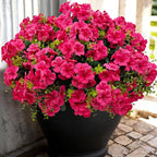 Artificial Geranium Flowers for Outdoor Decoration, 6 Bundles UV Resistant Silk Geranium Fake Plants Faux Flowers for Front Porch Garden Patio Window Box Outside Indoor Decor (Rose Red)