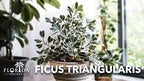Ficus Triangularis | 1 Live Plant | Ficus Triangularis | Indoor Houseplant | Live Evergreen Tree | Low Maintenance | Air Purifying | Unique Leaf Shape | Home or Office Decor