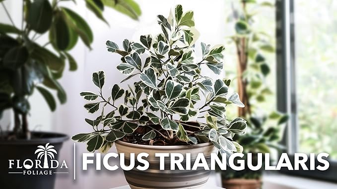 Ficus Triangularis | 1 Live Plant | Ficus Triangularis | Indoor Houseplant | Live Evergreen Tree | Low Maintenance | Air Purifying | Unique Leaf Shape | Home or Office Decor