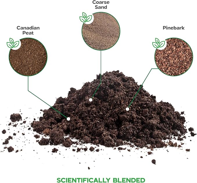 Succulent Soil Potting Mix Succulents Plants Live Succulent pots Potting Soil for Succulents Indoor suculentas Potting