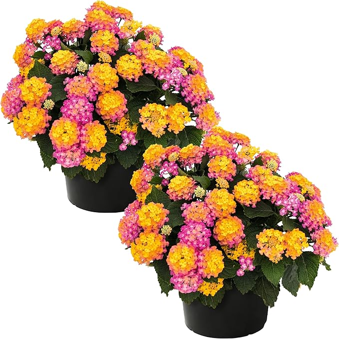 Live Flowering Lantana - Havana Sunrise (2 Plants Per Pack) - Healthy Blooming Pollinator, 8" Tall by 5" Wide in 1 Qt Pot
