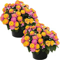 Live Flowering Lantana - Havana Sunrise (2 Plants Per Pack) - Healthy Blooming Pollinator, 8" Tall by 5" Wide in 1 Qt Pot