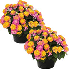 Live Flowering Lantana - Havana Sunrise (2 Plants Per Pack) - Healthy Blooming Pollinator, 8" Tall by 5" Wide in 1 Qt Pot