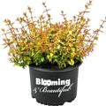 Kaleidoscope Abelia - 3 Gal - Evergreen Shrub - Variegated Foliage - Fragrant White Flowers - Spring to Fall - Zones 6-9 - Abelia x grandiflora ‘Kaleidoscope’ - 3 Gallon Pot