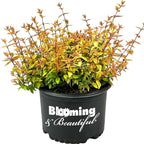 Kaleidoscope Abelia - 3 Gal - Evergreen Shrub - Variegated Foliage - Fragrant White Flowers - Spring to Fall - Zones 6-9 - Abelia x grandiflora ‘Kaleidoscope’ - 3 Gallon Pot