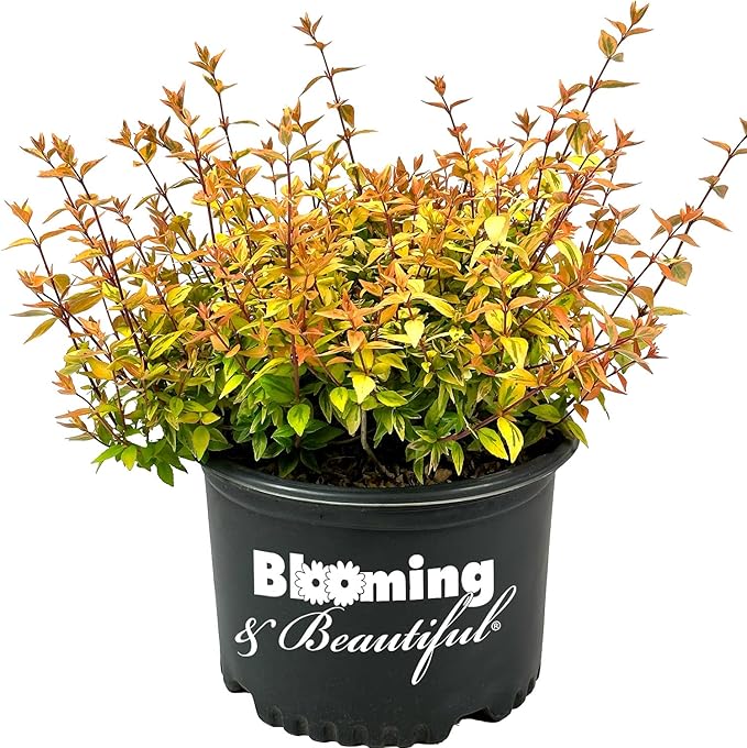 Kaleidoscope Abelia - 3 Gal - Evergreen Shrub - Variegated Foliage - Fragrant White Flowers - Spring to Fall - Zones 6-9 - Abelia x grandiflora ‘Kaleidoscope’ - 3 Gallon Pot