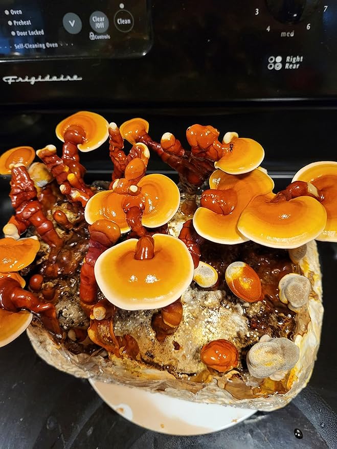 Mushroom Man LLC Reishi Mushroom Indoor Growing Kit