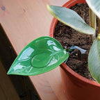 Bubblegum Stuff Foliage Funnels - Precise Watering Tool - Six Stylish Plant Funnels - Perfect for Plant Parents - Great Gardening Gift for Friends