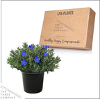 Live Flowering Blue Lithodora - Beautiful Creeping/Trailing Perennial - Healthy Spring Plant - 8" Tall by 6" Wide in 2.5 Qt Pot