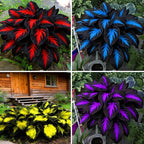 Hosta Seeds for Planting, 290+pcs Rare Perennial Hosta Flower Seeds, Non-GMO Heirloom Long Blooming Plants Shaded Entry Pathway Flowers Beauty Home Garden for Outdoors