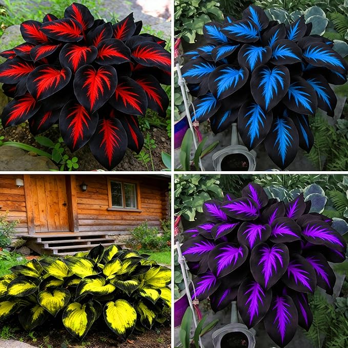 Hosta Seeds for Planting, 290+pcs Rare Perennial Hosta Flower Seeds, Non-GMO Heirloom Long Blooming Plants Shaded Entry Pathway Flowers Beauty Home Garden for Outdoors
