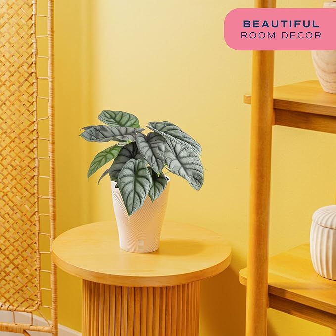Costa Farms Alocasia Silver Dragon Live Plant in Self Watering Pot, Indoor Houseplant Perfect for Home, Room, or Office Decor, Great House Warming or Birthday Gift, 12-16 Inches Tall