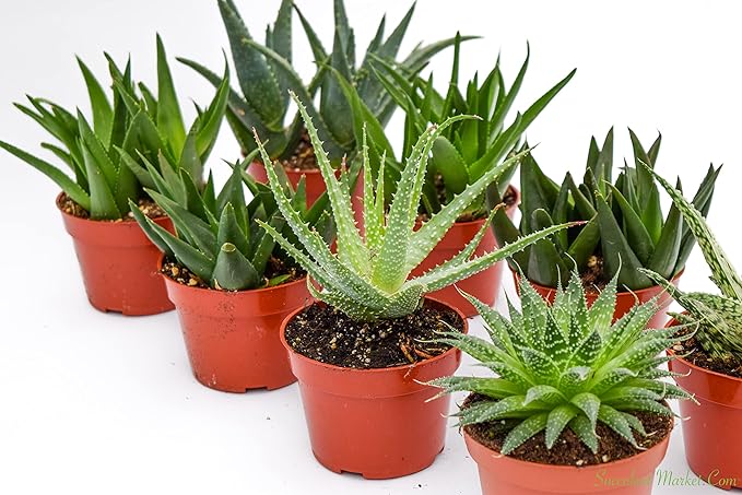 Live Aloe Succulents – Large Assorted 4-Inch Aloe Succulents – Fully Rooted Aloe Succulents (8)