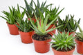 Live Aloe Succulents – Large Assorted 4-Inch Aloe Succulents – Fully Rooted Aloe Succulents (8)
