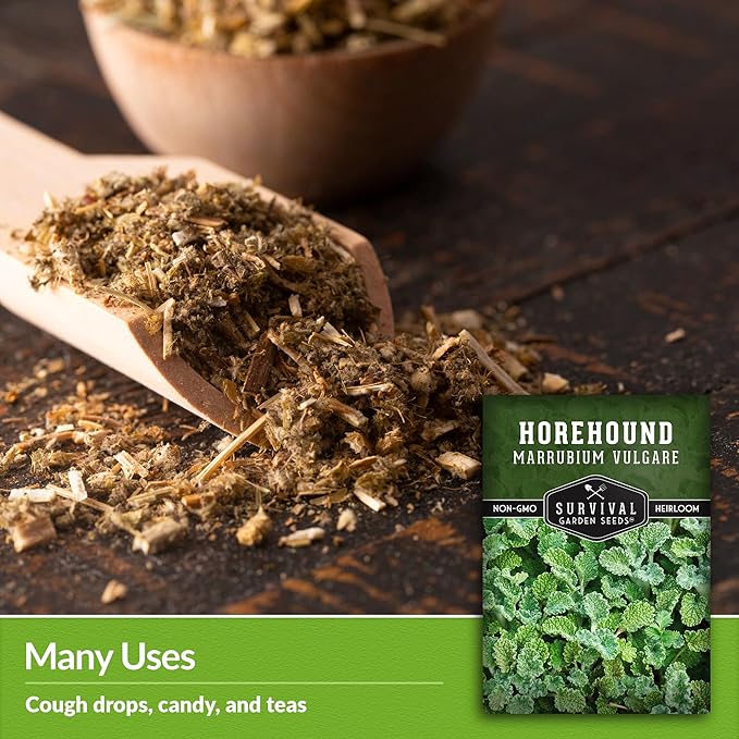 Survival Garden Seeds - Horehound Seeds for Planting - 2 Packets with Instructions to Plant and Grow Beneficial Marrubium Medicinal Herbs in Your Home Vegetable Garden - Non-GMO Heirloom Variety