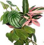 BubbleBlooms Indoor Foliage Assortment, 4 inch Set of 3, Best-Sellers Most Popular House Plant Variety