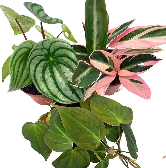 BubbleBlooms Indoor Foliage Assortment, 4 inch Set of 3, Best-Sellers Most Popular House Plant Variety