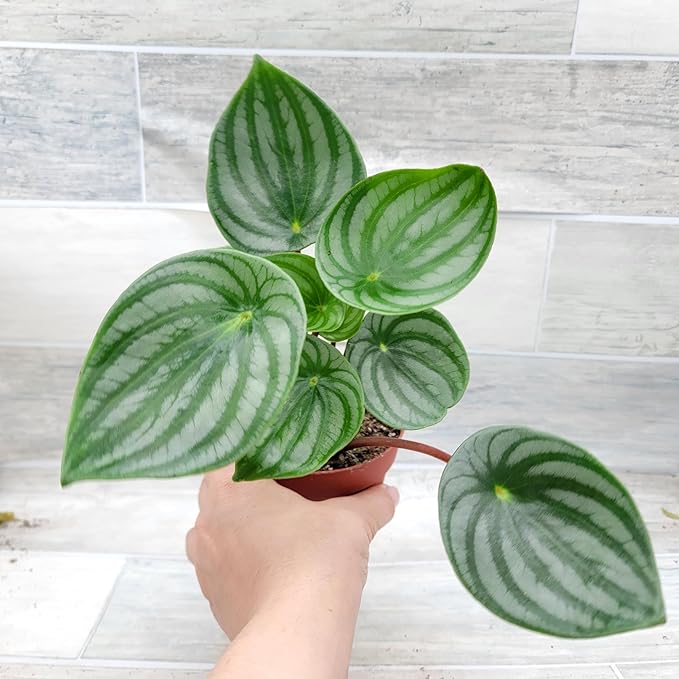 Rare Watermelon Peperomia (Peperomia argyreia) – Live Indoor Houseplant | 4″ Pot | Easy-Care Exotic Plant | Unique Variegated Foliage | Air Purifying Greenery for Home or Office