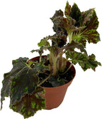BubbleBlooms Harmony's Unique Begonia Rhizo in 4 inch Pot Rare