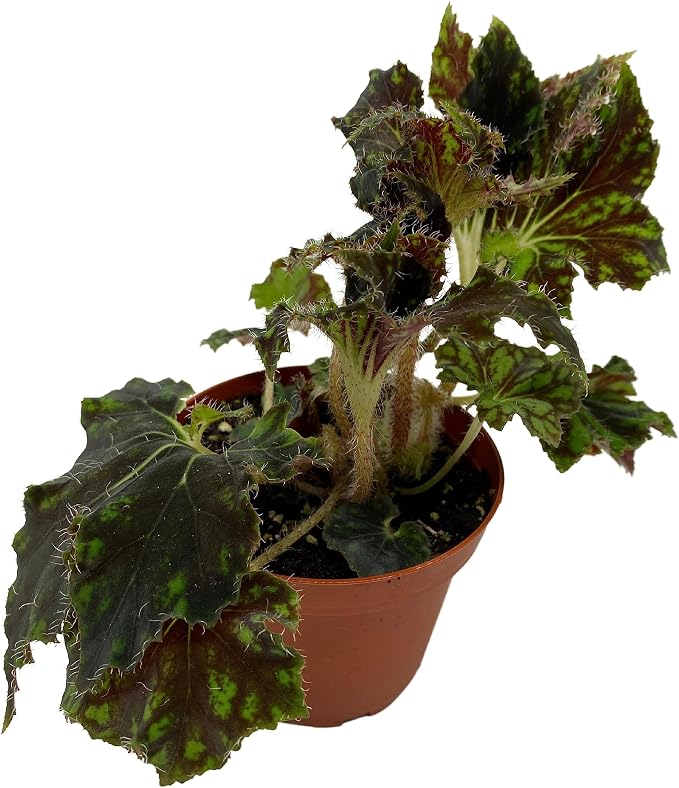 BubbleBlooms Harmony's Unique Begonia Rhizo in 4 inch Pot Rare