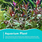 Amazon Sword Echinodorus Red Rose - Vibrant Red Aquarium Plant - High Light & CO2 Requirements - Beautiful Freshwater Aquarium Decoration - Easy to Maintain and Grow - 2" Pot