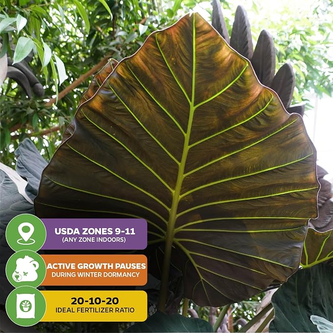 Regal Shields Elephant Ear Live Tropical Plant - Alocasia Variety - Starter Plants by Wellspring Gardens - Lush Indoor Houseplants for Home or Office Decor - Vibrant Living Room Plants