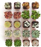 Shop Succulents Premium Live Mini Cactus and Succulent Plants in 2" Pots, Easy Care Indoor or Outdoor Gardening, Terrariums, Favors, & Contemporary Spaces with Hardy, Resilient Varieties, Pack of 20