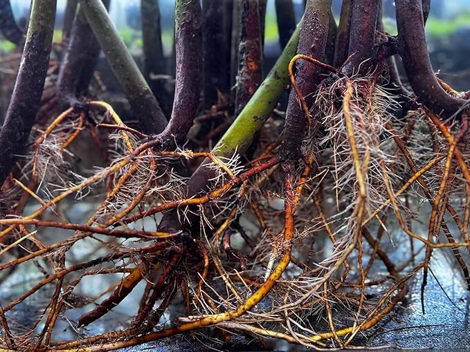 AquaGardens | Red Mangrove | Live Plant (3 Medium + Heat)