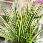Dracaena Marginata Sunray, Air Purifying Easy Houseplant Decor in 6" White Pot, Dracaena Corn Stalk, Live Botanical Gift, Indoor Dragon Tree, Real Plants & Decorative Plants by Plants for Pets