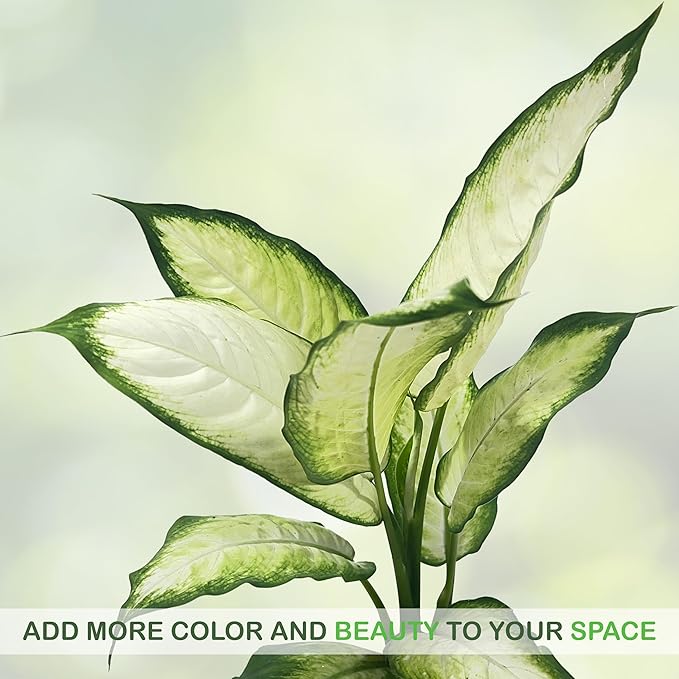 LEAL PLANTS ECUADOR Stunning Dieffenbachia Camille (Dumb Cane) – Lush Variegated Foliage, Easy-Care Tropical Houseplant, Natural Air Purifier, Perfect for Home Decor, Unique Gift for Plant Lover