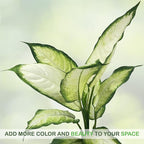 LEAL PLANTS ECUADOR Stunning Dieffenbachia Camille (Dumb Cane) – Lush Variegated Foliage, Easy-Care Tropical Houseplant, Natural Air Purifier, Perfect for Home Decor, Unique Gift for Plant Lover