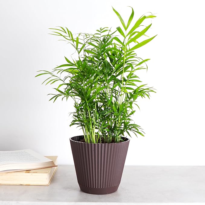Thorsen's Greenhouse Parlor Palm Plant, Live Indoor Plant, Neanthe Bella Palm, Natural Air Purifier, Easy to Grow, Pet Safe Plant, 6-inch Diameter Pot (Chocolate (6" Pot))