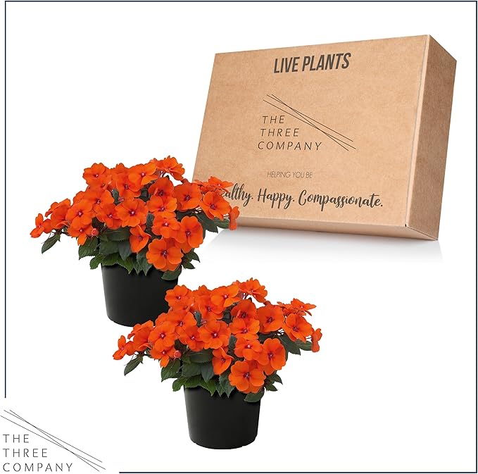 Live Flowering Sunpatiens - Coral (2 Plants Per Pack), Beautiful Annual Summer Color, 10" Tall by 6" Wide in 1 Quart Pot
