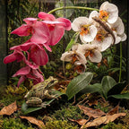 Chuangdi 2 Pcs Artificial Phalaenopsis with Suction Cups Terrarium Plant Decoration Reptile Habitat Plant Decor for Hermit Crab Lizards Geckos Snake (White Leopard Print,Dark Pink,Deeply Exquisite)