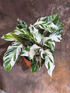 PLANTVERS Calathea Stella in a 6" Grow Pot – Calathea White Fusion – Low Light White Fusion Plant - Easy Care Tropical Houseplant - Variegated Indoor Plant