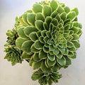 Blissful Aeonium Emerald Ice Succulent 4" Pot– Variegated Green & White Rosettes, Drought Tolerant, Easy Care Indoor/Outdoor Plant, Colorful Home & Garden Décor