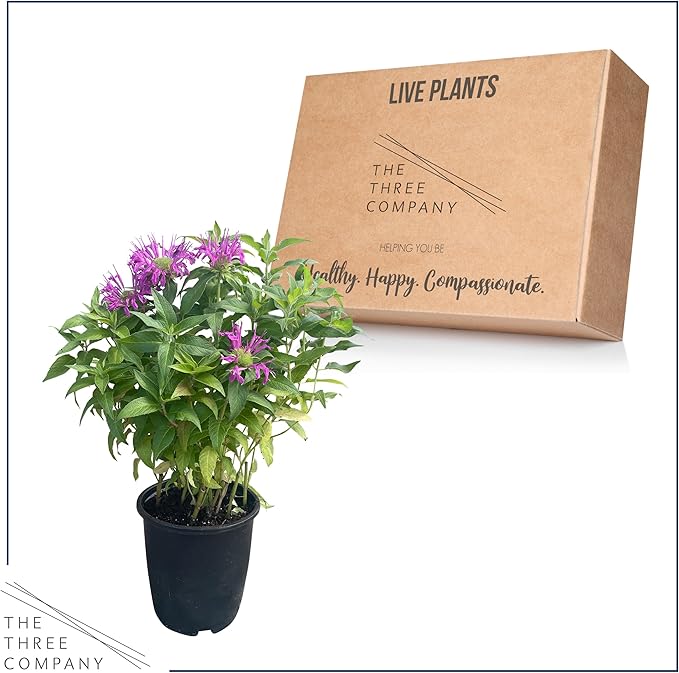 Live Bee Balm (Monarda) - Purple, Attracts Butterflies and Hummingbirds, Natural Pollinator, 10" Tall by 6" Wide in 2.5 Qt Pot